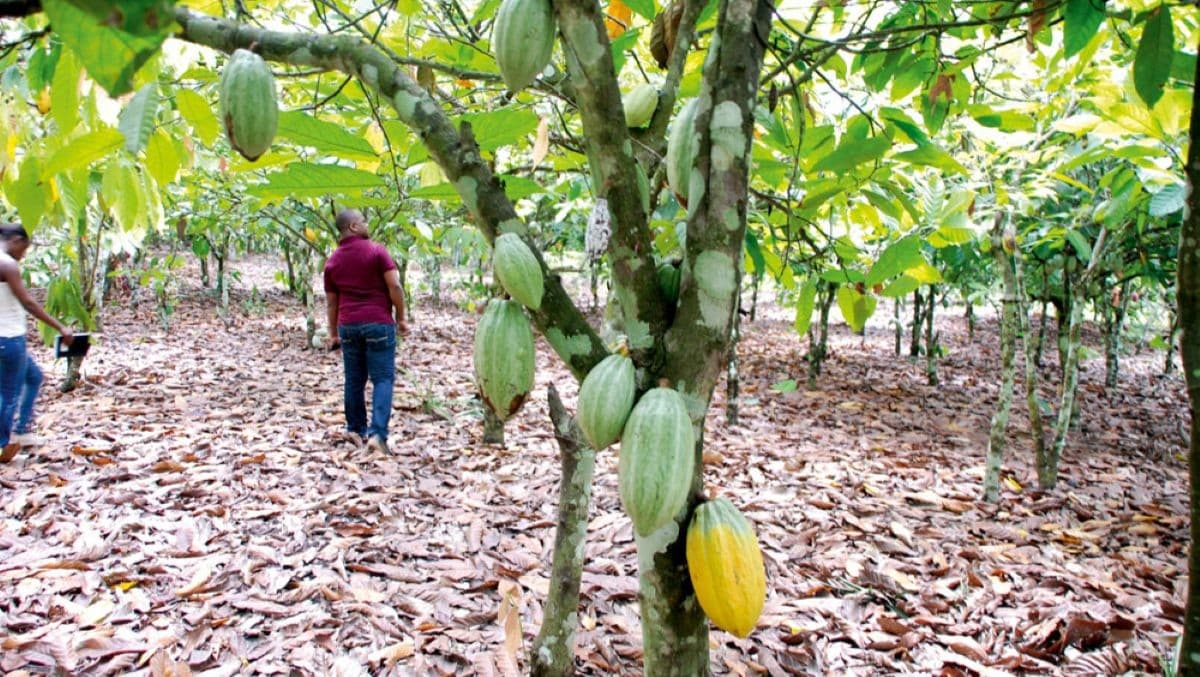 Une plantation de cacao à San-Pedro dans le sud de la Côte d'Ivoire