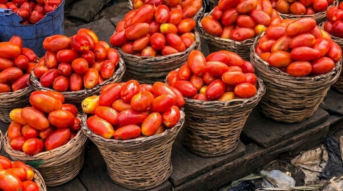 Tomate