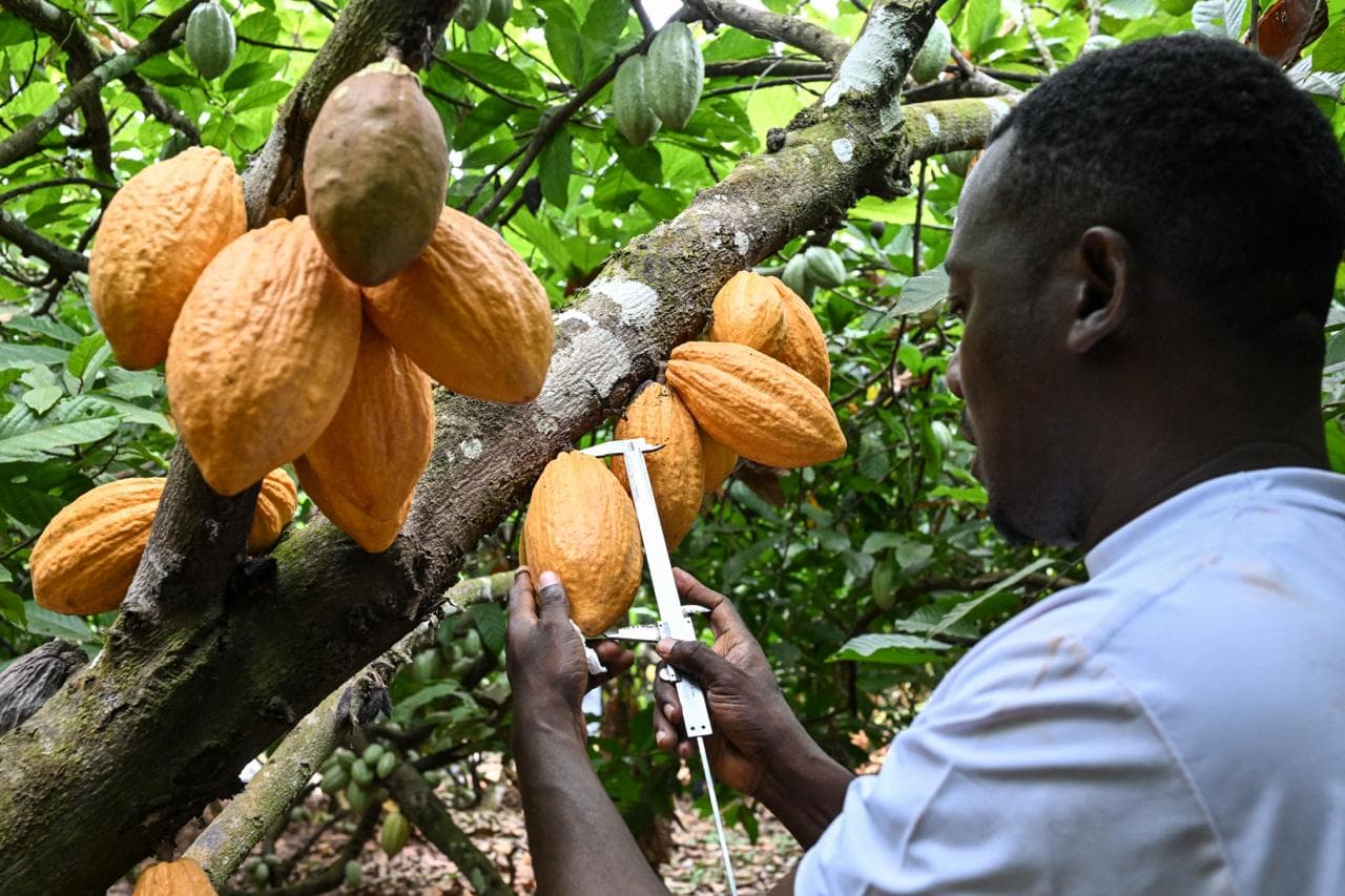 cacao côte d'Ivoire