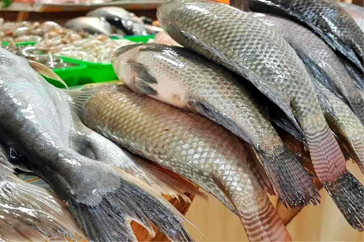 vente-de-poisson